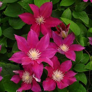 Клематис ‘Red Pearl’ (Clematis ‘Red Pearl’)